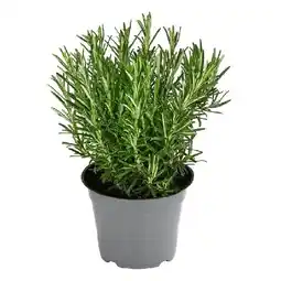 Dehner Rosmarin Topf Ø 14 cm Dehner Angebot