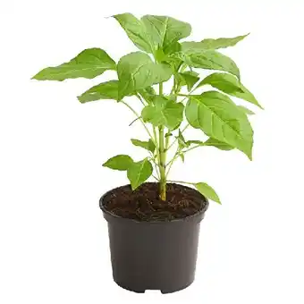 Dehner Milde Peperoni Topf Ø 10,5 cm Dehner Angebot