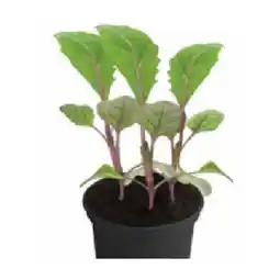Dehner Sprossenbrokkoli Topf Ø 10,5 cm Dehner Angebot