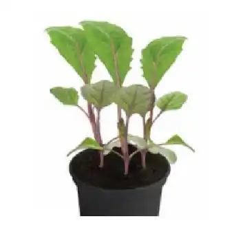 Dehner Sprossenbrokkoli Topf Ø 10,5 cm Dehner Angebot