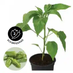 Dehner Peperoni 'Pimientos' Topf Ø 10,5 cm Dehner Angebot