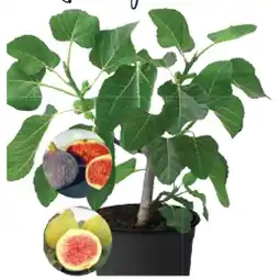Dehner Echte Feige Dehner, Busch, Topf Ø 17 cm Dehner Angebot