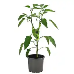 Dehner Türkische Peperoni Topf Ø 10,5 cm Dehner Angebot