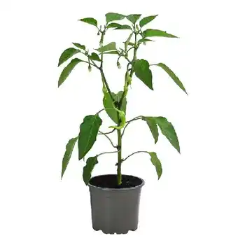 Dehner Türkische Peperoni Topf Ø 10,5 cm Dehner Angebot