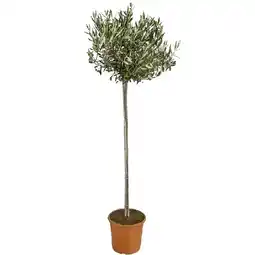 Dehner Olive, Stämmchen, Topf Ø 24 cm Dehner Angebot