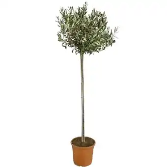 Dehner Olive, Stämmchen, Topf Ø 24 cm Dehner Angebot