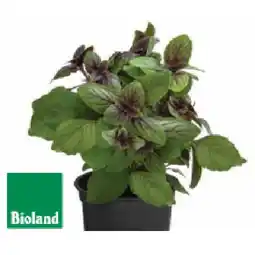 Dehner Bio Basilikum 'Magic Blue' Topf Ø 12 cm Dehner Angebot