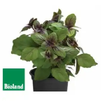 Dehner Bio Basilikum 'Magic Blue' Topf Ø 12 cm Dehner Angebot