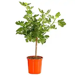 Dehner Echte Feige, dunkel, Topf Ø 20 cm Dehner Angebot