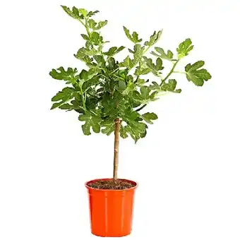 Dehner Echte Feige, dunkel, Topf Ø 20 cm Dehner Angebot