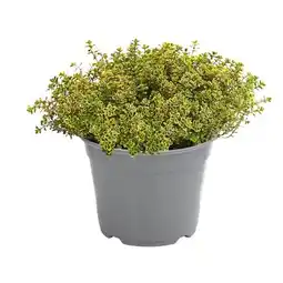 Dehner Zitronen-Thymian, Topf Ø 14 cm Dehner Angebot