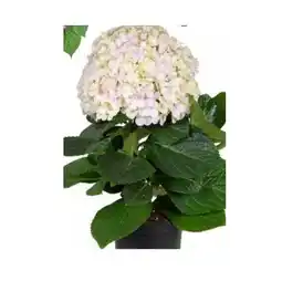 Dehner Hortensie 'Fusion Hortensie' Dehner Angebot