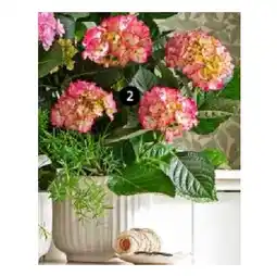 Dehner Hortensie 'Baladia Hot Pink' Dehner Angebot