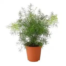 Dehner Zierspargel 'Sprengeri' Dehner Angebot