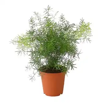 Dehner Zierspargel 'Sprengeri' Dehner Angebot