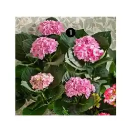 Dehner Hortensie 'Sonnenstein' Dehner Angebot