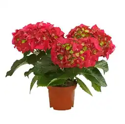 Dehner Hortensie verschiedene Farben Dehner Angebot