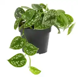 Dehner Gefleckte Efeutute Scindapsus pictus Dehner Angebot