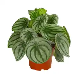 Dehner Wassermelonen-Peperomie Peperomia argyreia Dehner Angebot