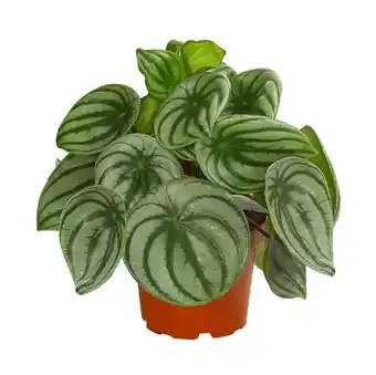 Dehner Wassermelonen-Peperomie Peperomia argyreia Dehner Angebot