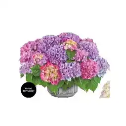 Dehner Pflanzarrangement versch. Farben Dehner Angebot