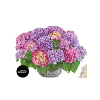 Dehner Pflanzarrangement versch. Farben Dehner Angebot