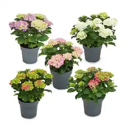 Hofer Gartenhortensie versch. Sorten und Blütenfarben HOFER Angebot