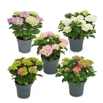 Hofer Gartenhortensie versch. Sorten und Blütenfarben HOFER Angebot