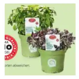 Hofer Bio-XXL Basilikumspezialität versch. Sorten HOFER Angebot