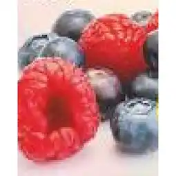 Hofer Beeren Duo-Pack HOFER Angebot