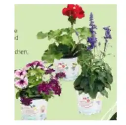 Hofer Blütenzauber div. Sorten HOFER Angebot