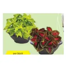 Hofer Coleus-Schale versch. Sorten und Blattfarben HOFER Angebot