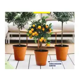 Hofer Mediterranes Stämmchen versch. Sorten HOFER Angebot