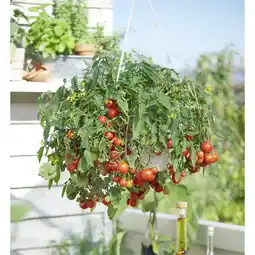 Metro Erdbeer- od. Tomatenampel im 25 cm Topf, Preisangabe ohne MwSt. (Preis inkl. MwSt. 20,33 €), METRO Angebot