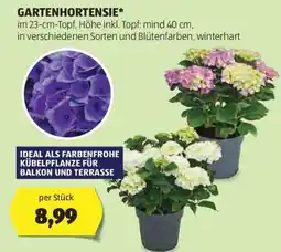 Hofer GARTENHORTENSIE Angebot
