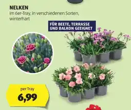 Hofer NELKEN Angebot