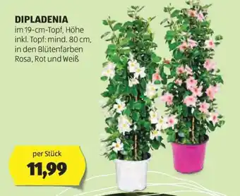 Hofer Dipladenia Angebot