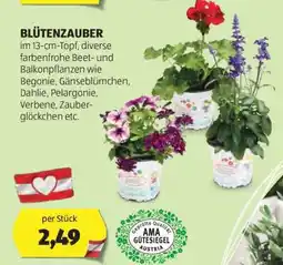 Hofer BLÜTENZAUBER Angebot