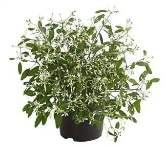 Dehner Zauberschnee Diamond Frost Angebot