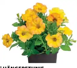 Dehner Dehner Hängepetunie Beautical Sunset Orange Angebot