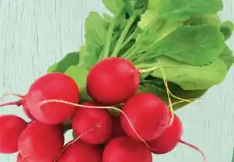 Spar Radieschen Angebot