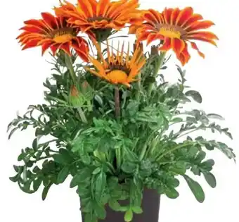 Dehner Dehner Mittagsgold Angebot