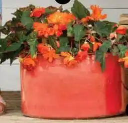 Dehner Dehner Hängebegonie Belina Orange Angebot