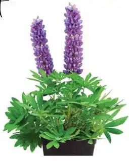 Dehner Dehner Lupine Westcountry Angebot