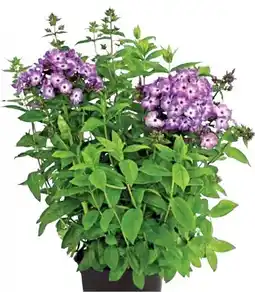 Dehner Flammenblume Angebot