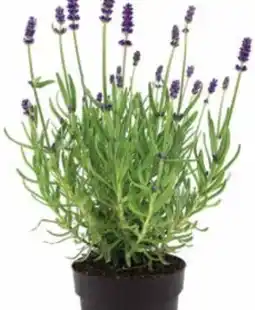 Dehner Lavendel Angebot