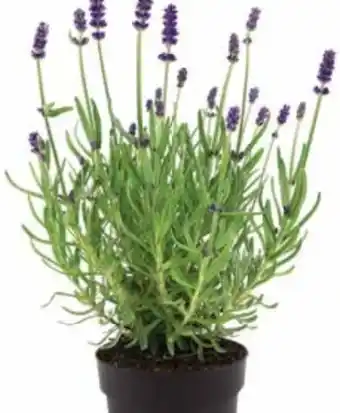 Dehner Lavendel Angebot