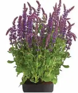 Dehner Dehner Gartensalbei Angebot