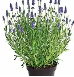 Dehner Dehner Lavendel Royal Blue Angebot