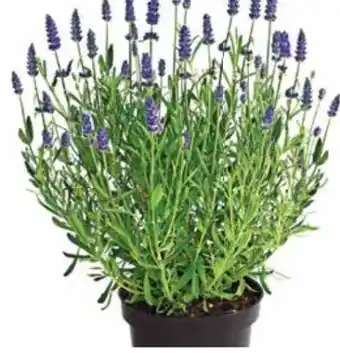 Dehner Dehner Lavendel Royal Blue Angebot